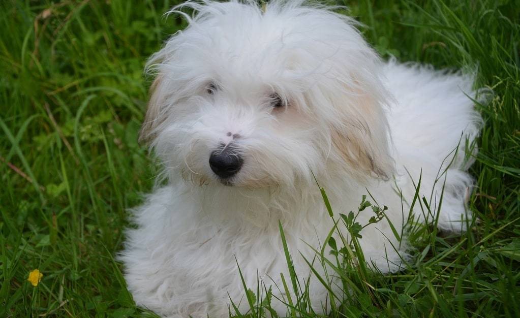 Est-ce que le Coton de Tuléar aboie beaucoup ?