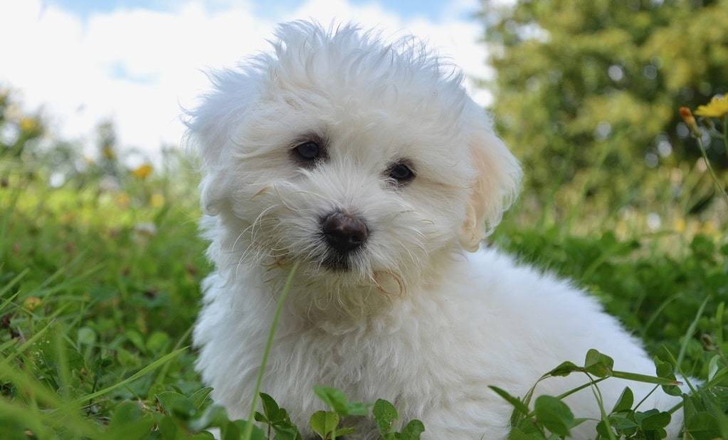Comment élever un Coton de Tuléar ?