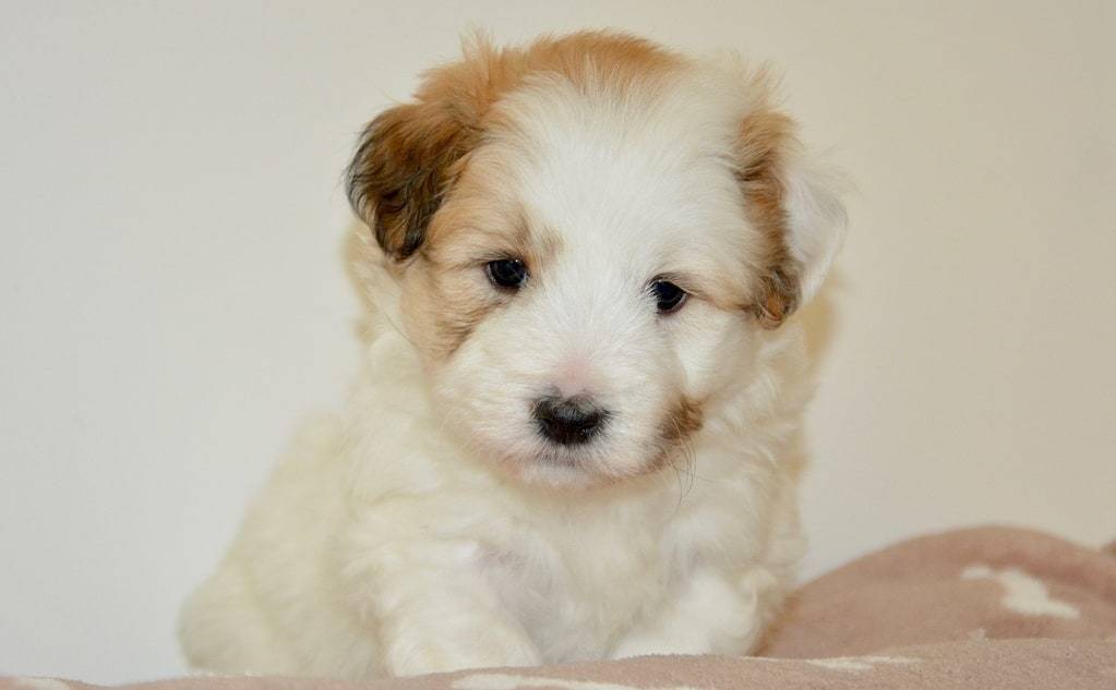 Quelle est l'origine du chien de race Coton de Tuléar ?