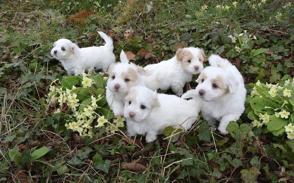 Quelle est l'origine du chien de race Coton de Tuléar ?